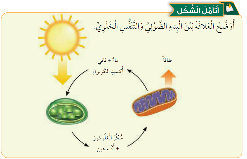 الفرق بين التنفس الخلوي والبناء الضوئي الفرق بين التنفس الخلوي والبناء الضوئي
